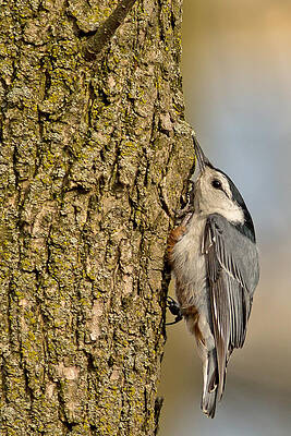 Marsh Photograph - White Breasted Nuthatch In Horicon Marsh Wisconsin by Natural Focal Point Photography