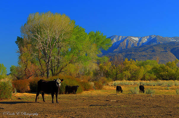 Tree Photograph - White Face by Carla E
