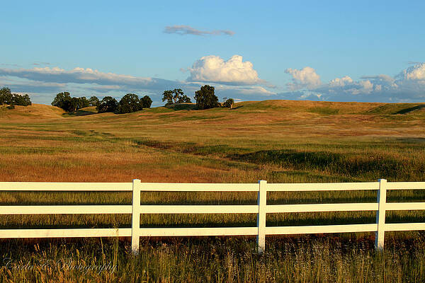Tree Photograph - White Fence by Carla E