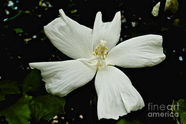 Summer Photograph - White Flower by William Norton