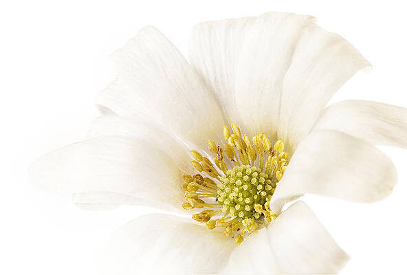Flower Photograph - White Glow by Mary Jo Allen