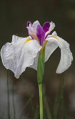 Delicate Wall Art featuring the photograph White Iris by Shirley Mitchell