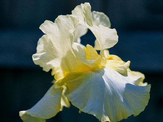 Summer Painting - White Iris With Yellow by Omaste Witkowski