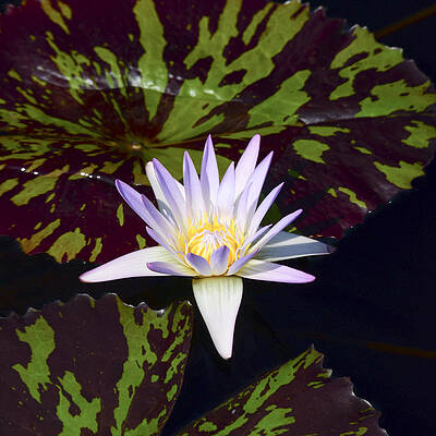 Love Photograph - White Water Lily by Crystal Wightman