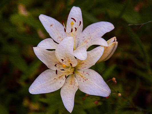 Summer Painting - White Lily Starburst by Omaste Witkowski