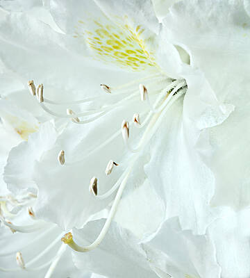 Summer Photograph - White On White by Mary Jo Allen