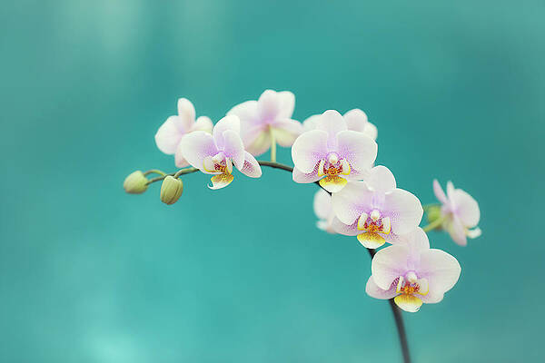 Wall Art featuring the photograph White Orchids On Blue by Susan Gary