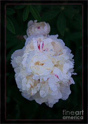 Wall Art featuring the painting White Peony And Companion Abstract Flower Painting by Omaste Witkowski
