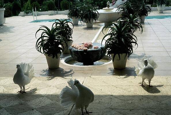 Wall Art featuring the photograph White Pigeons by Raymundo De Larrain