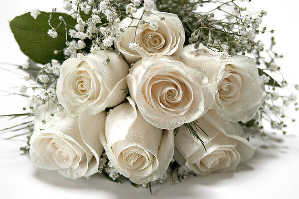 Flower Photograph - White Roses by Susan Candelario