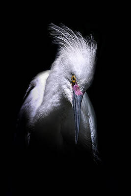 Wall Art featuring the photograph White Satin by Ghostwinds Photography