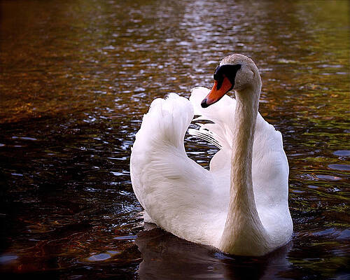 Wall Art featuring the photograph White Swan by Rona Black