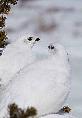 Colorado Photograph - White-tailed Ptarmigan Pair by Cascade Colors