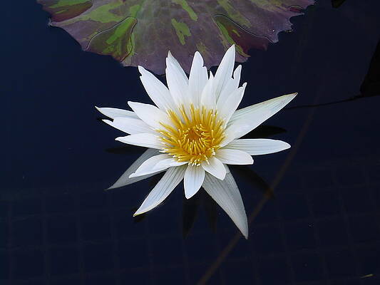 White Photograph - White Water Lily by Richard Reeve