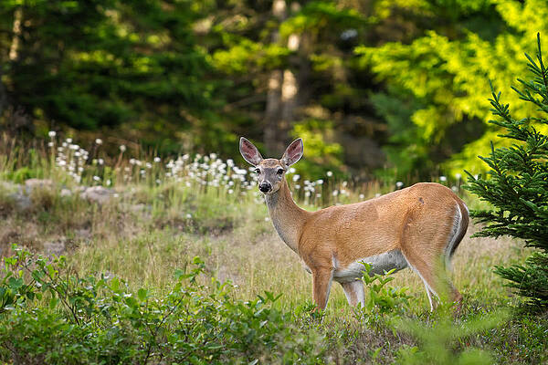 Maine Wall Art featuring the photograph Whitetail Doe Cadillac Mountain Acadia NP by Jeff Sinon