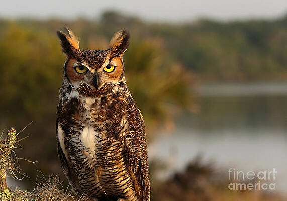 Wall Art featuring the photograph Who Goes There by Mary Lou Chmura