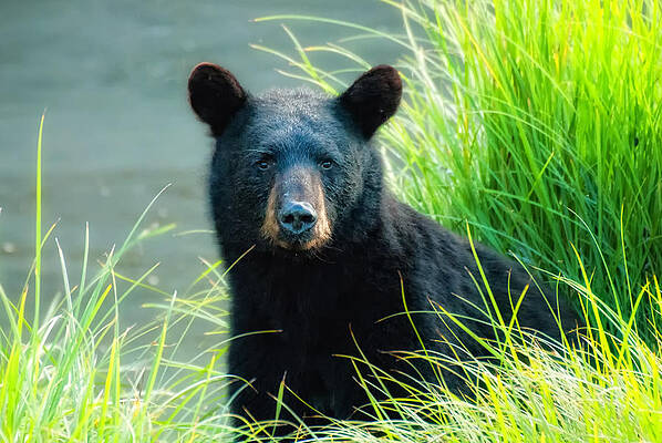 Bear Wall Art featuring the photograph Who Me by Ghostwinds Photography