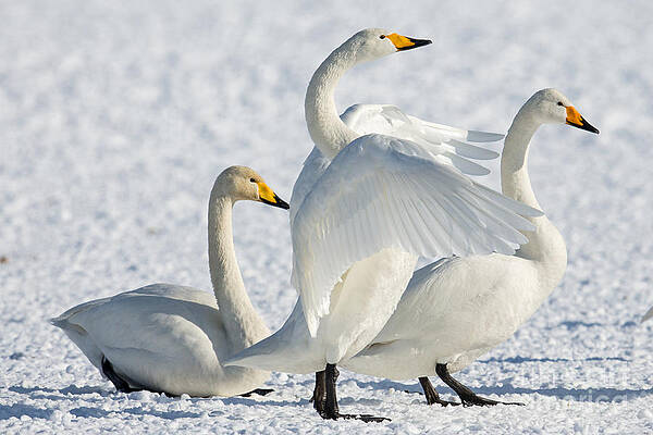 Winter Photograph - Whooper Swans by Natural Focal Point Photography