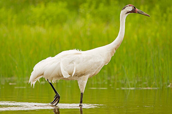 Wisconsin Photograph - Whooping Crane At International Crane Foundation In Wisconsin by Natural Focal Point Photography