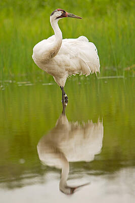 Marsh Photograph - Whooping Crane At The International Crane Foundation by Natural Focal Point Photography