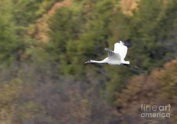 Wildlife Photograph - Whooping Crane by Steven Ralser