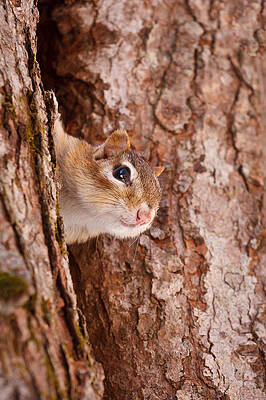 Cloud Wall Art featuring the photograph Whos That Knocking On My Door by Jeff Sinon