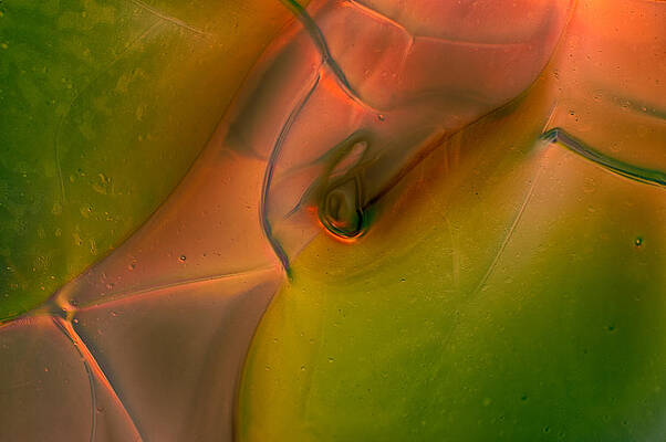 Photograph - Wild Eyes by Omaste Witkowski