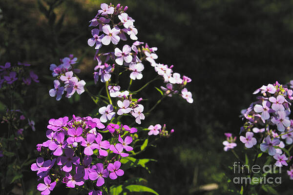 Spring Wall Art featuring the photograph Wild Flower by William Norton