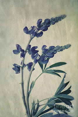 Wild Lupine Blossoms Wall Art