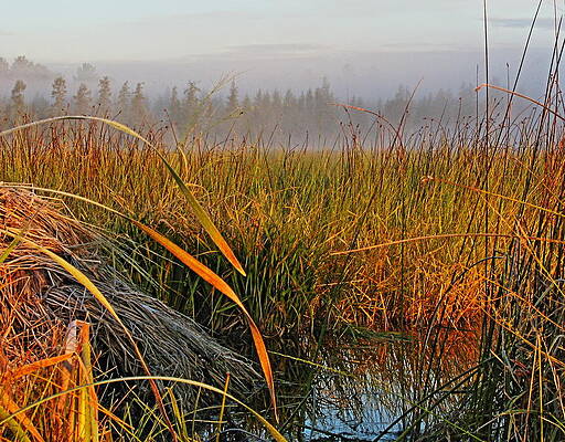 Wild Photograph - Wild Rice And Reeds by Dale Kauzlaric