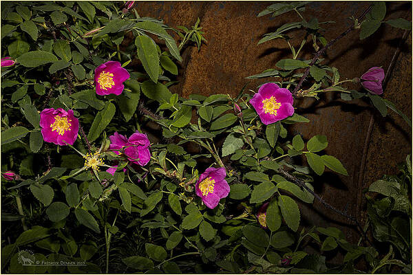 Photograph - Wild Roses by Fred Denner