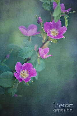 Wild Roses in Bloom Wall Art