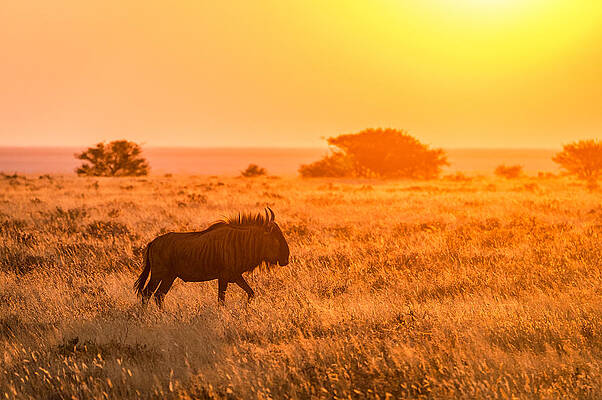 Nature Wall Art featuring the photograph Wildebeest Sunset - Namibia Africa Photograph by Duane Miller