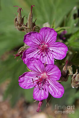 Glacier National Park Photograph - Wildflowers In Glacier National Park by Natural Focal Point Photography