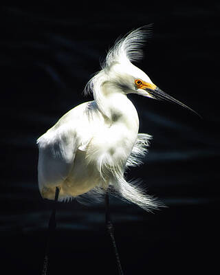 Bird Wall Art featuring the photograph Wind Blown by Ghostwinds Photography