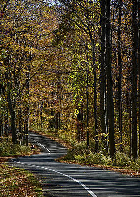 Michigan Wall Art featuring the photograph Winding Road In The Woods by Owen Weber