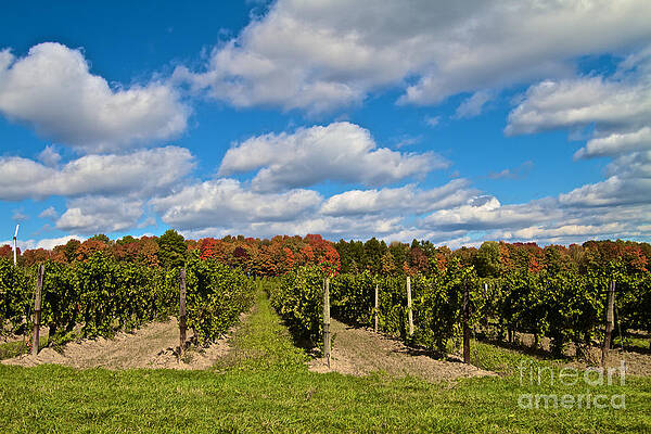 Finger Lake Photograph - Wine In Waiting by William Norton