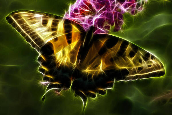 Wall Art featuring the photograph Winged Beauty by Joann Copeland-Paul