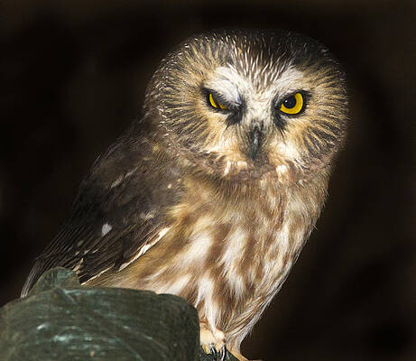 Wall Art featuring the photograph Winking Saw-Whet by Jean Noren