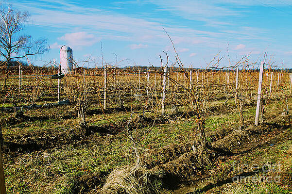 Sky Wall Art featuring the photograph Winter Break by William Norton