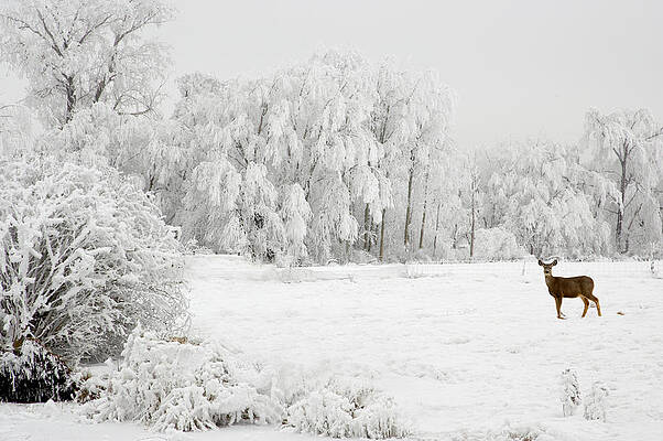 Winter Wilderness with Lone Deer Photograph