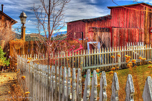 Wall Art featuring the photograph Winter Garden by Carla E