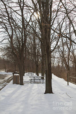 Winter Photograph - Winter Picnic by William Norton