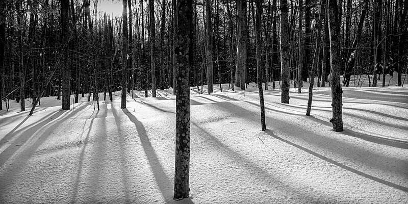 Wall Art featuring the photograph Winter Shadows by Jeff Sinon