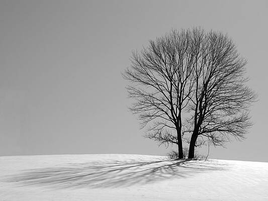 White Photograph - Winter - Snow Trees 2 In Mono by Richard Reeve