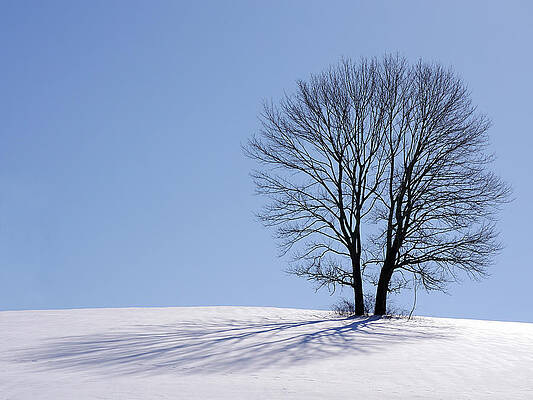 White Photograph - Winter - Snow Trees 2 by Richard Reeve