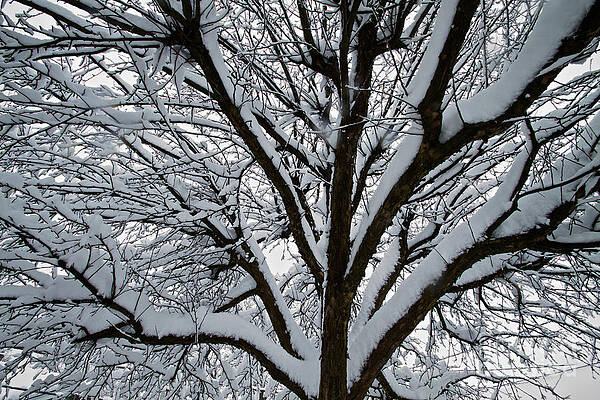 Winter Photograph - Winter Tree 1 by William Norton