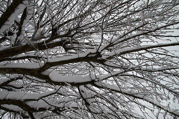Winter Photograph - Winter Tree 3 by William Norton
