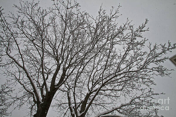 Winter Photograph - Winter Tree 6 by William Norton