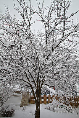 Winter Photograph - Winter Tree 7 by William Norton